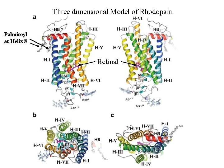 Three dimensional Model of Rhodopsin Palmitoyl at Helix 8 Retinal 