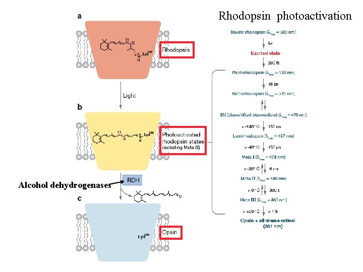 Rhodopsin photoactivation Alcohol dehydrogenases 