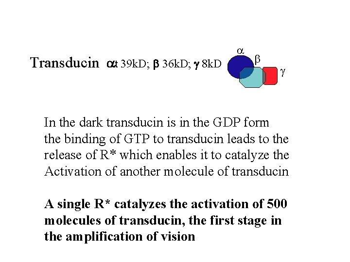 Transducin at 39 k. D; b 36 k. D; 8 k. D a In