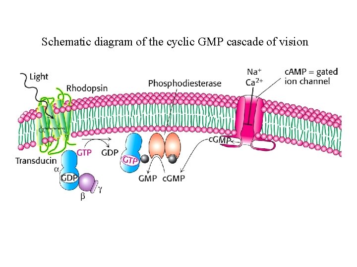 Schematic diagram of the cyclic GMP cascade of vision 