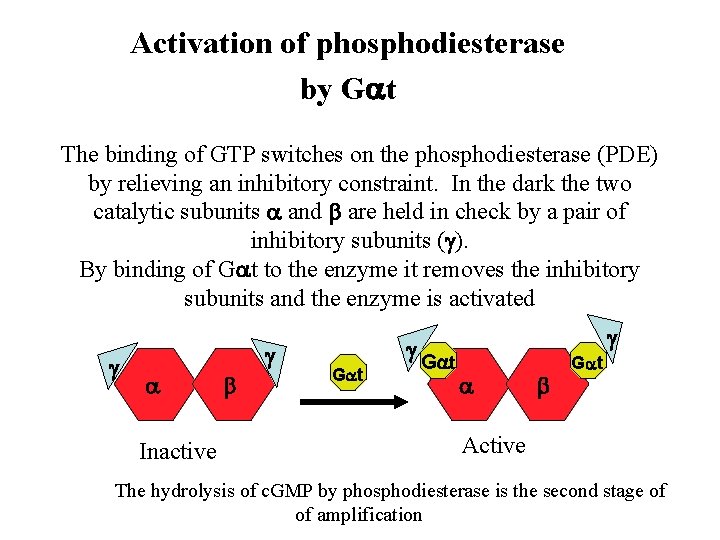 Activation of phosphodiesterase by Gat The binding of GTP switches on the phosphodiesterase (PDE)