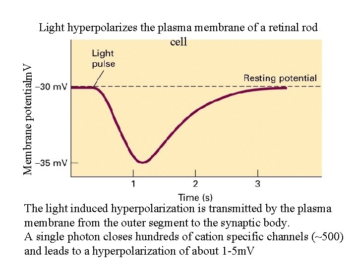 Membrane potentialm. V Light hyperpolarizes the plasma membrane of a retinal rod cell The