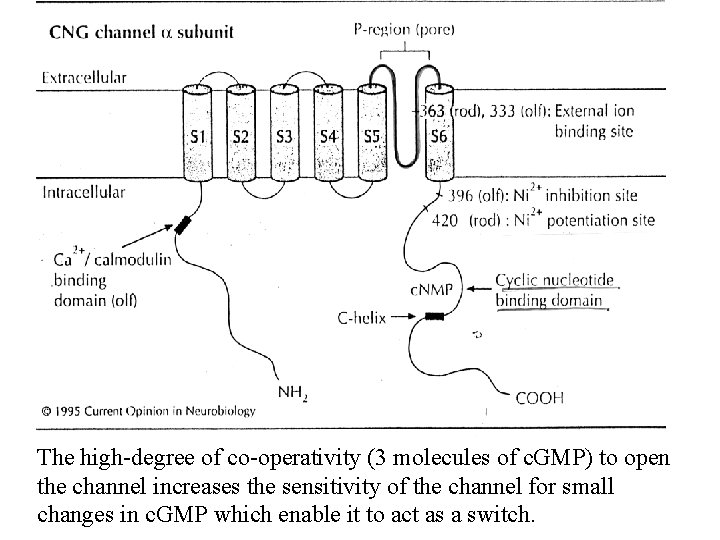 The high-degree of co-operativity (3 molecules of c. GMP) to open the channel increases