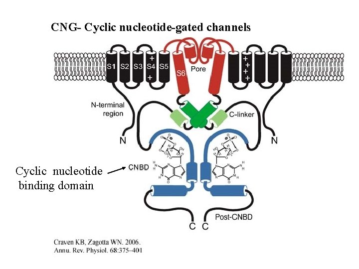 CNG- Cyclic nucleotide-gated channels Cyclic nucleotide binding domain 