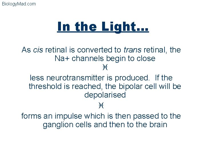 Biology. Mad. com In the Light… As cis retinal is converted to trans retinal,