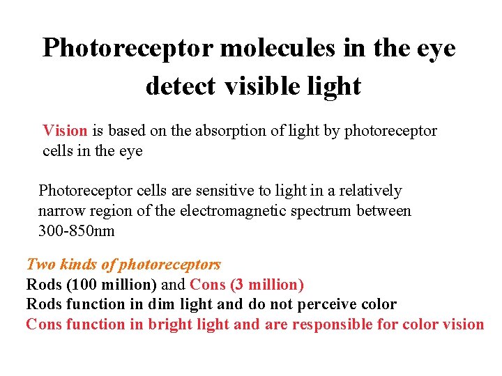 Photoreceptor molecules in the eye detect visible light Vision is based on the absorption