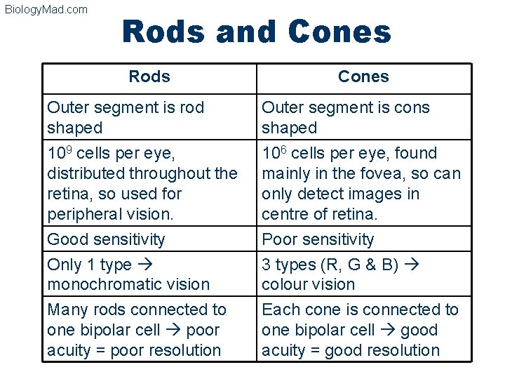 Biology. Mad. com Rods and Cones Rods Cones Outer segment is rod shaped Outer
