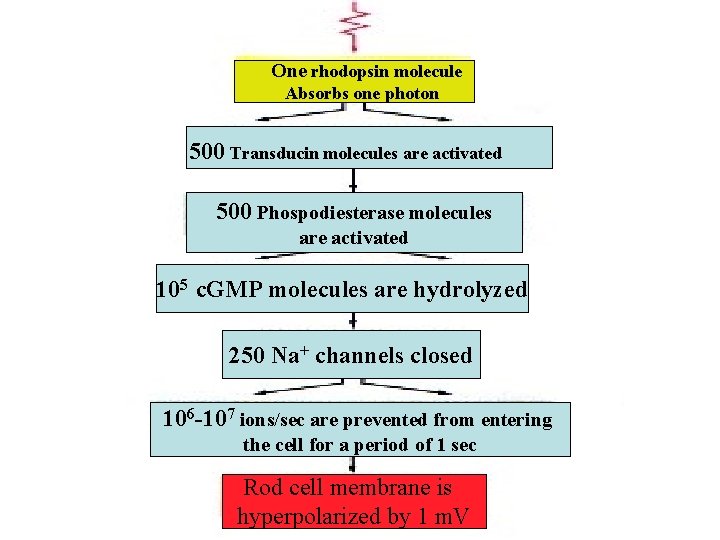 One rhodopsin molecule Absorbs one photon 500 Transducin molecules are activated 500 Phospodiesterase molecules