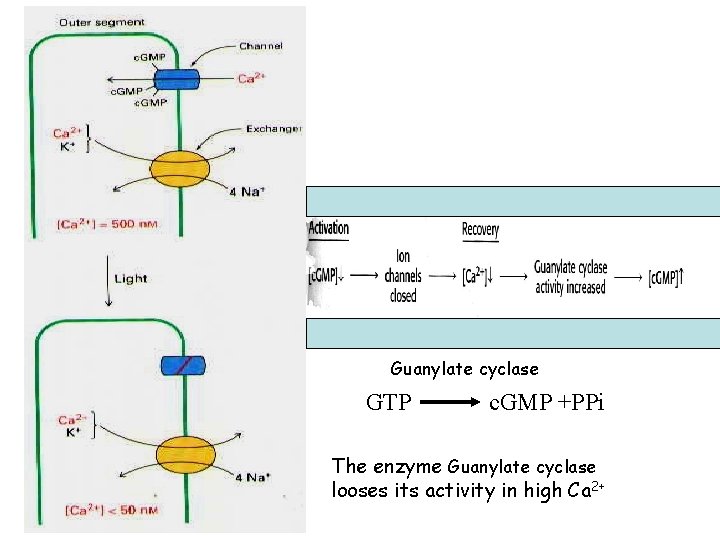 Guanylate cyclase GTP c. GMP +PPi The enzyme Guanylate cyclase looses its activity in