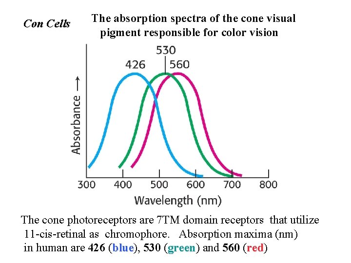 Con Cells The absorption spectra of the cone visual pigment responsible for color vision