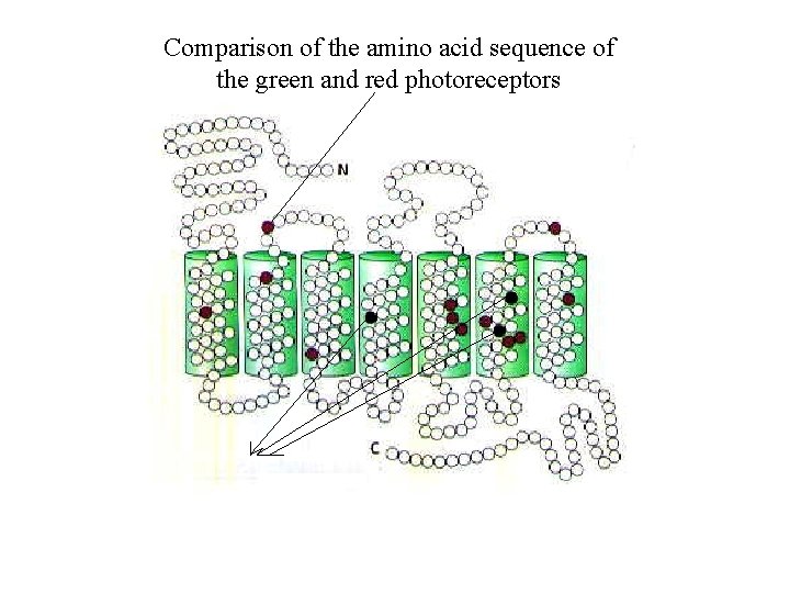 Comparison of the amino acid sequence of the green and red photoreceptors 