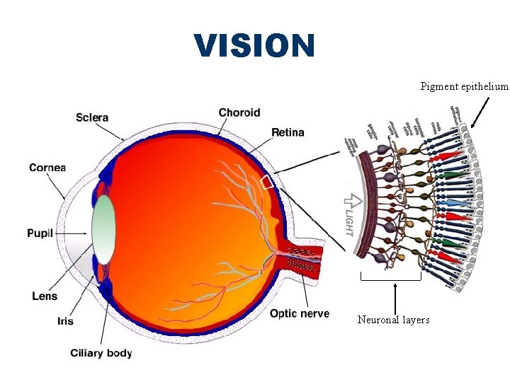 VISION Pigment epithelium Neuronal layers 