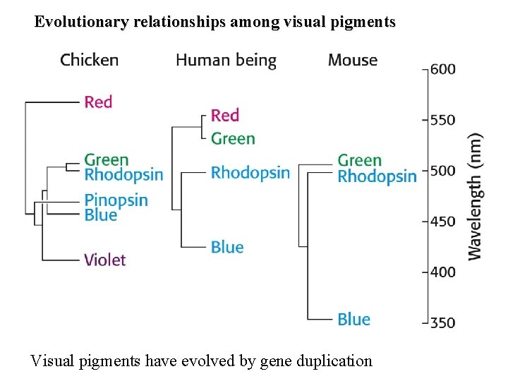 Evolutionary relationships among visual pigments Visual pigments have evolved by gene duplication 