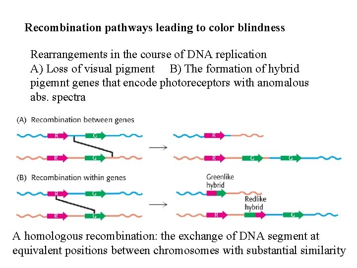 Recombination pathways leading to color blindness Rearrangements in the course of DNA replication A)