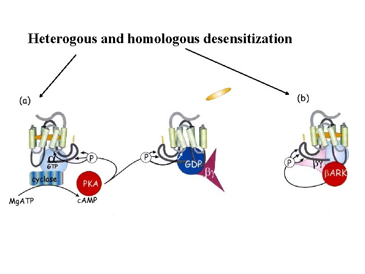 Heterogous and homologous desensitization 