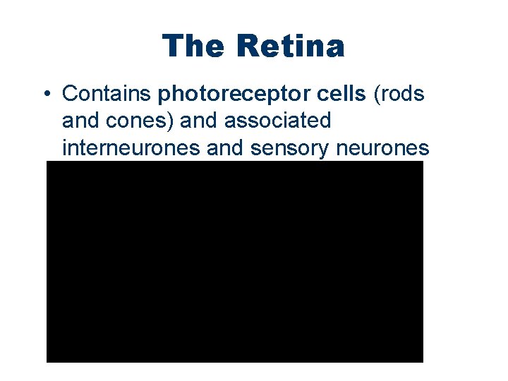 The Retina • Contains photoreceptor cells (rods and cones) and associated interneurones and sensory