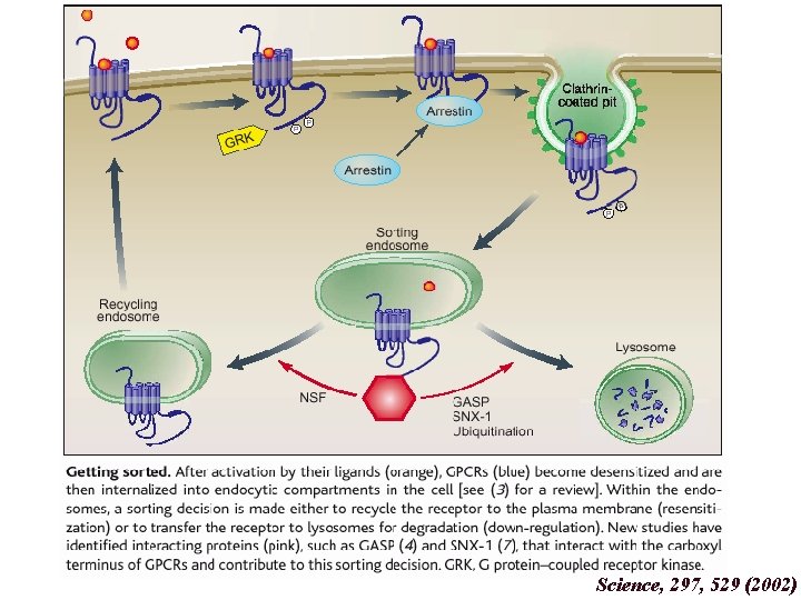 Science, 297, 529 (2002) 