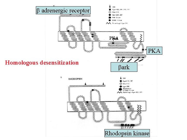  adrenergic receptor PKA Homologous desensitization ark Rhodopsin kinase 