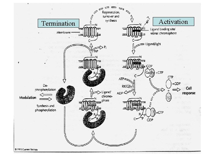 Termination Activation 