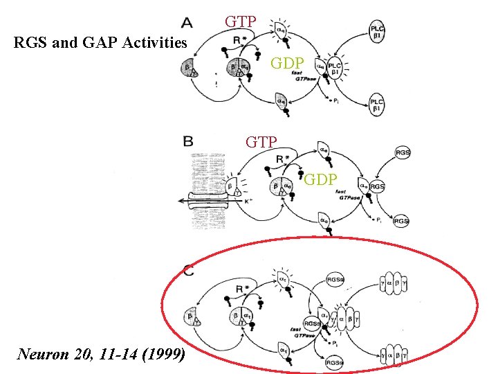 GTP RGS and GAP Activities GDP GTP GDP Neuron 20, 11 -14 (1999) 