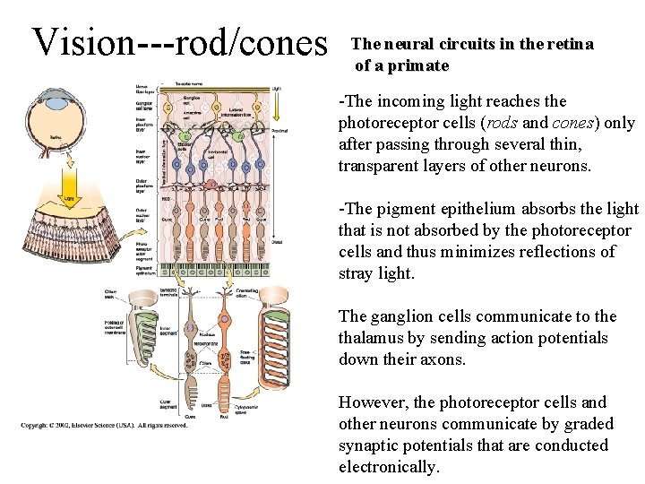 Vision---rod/cones The neural circuits in the retina of a primate -The incoming light reaches