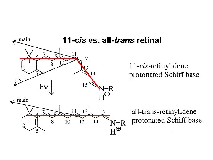 11 -cis vs. all-trans retinal 