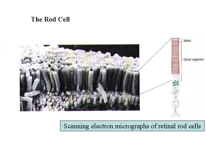 The Rod Cell Scanning electron micrographs of retinal rod cells 