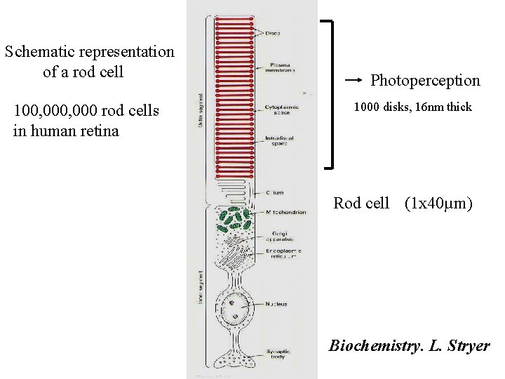 Schematic representation of a rod cell 100, 000 rod cells in human retina Photoperception