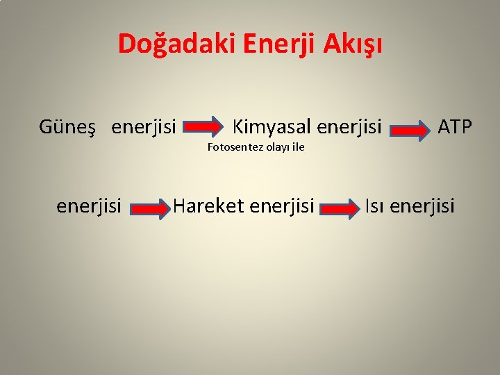 Doğadaki Enerji Akışı Güneş enerjisi Kimyasal enerjisi Fotosentez olayı ile Hareket enerjisi ATP Isı