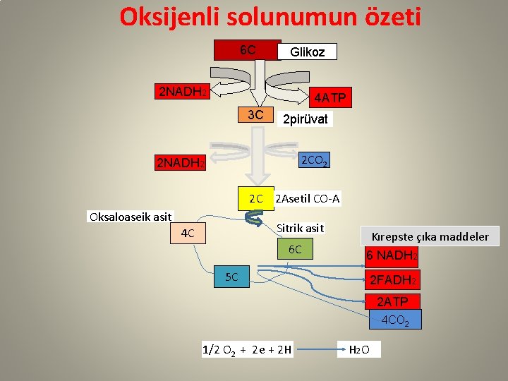 Oksijenli solunumun özeti 6 C Glikoz 2 NADH 2 4 ATP 3 C 2