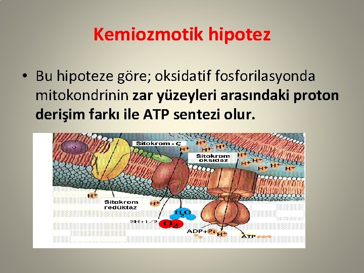 Kemiozmotik hipotez • Bu hipoteze göre; oksidatif fosforilasyonda mitokondrinin zar yüzeyleri arasındaki proton derişim