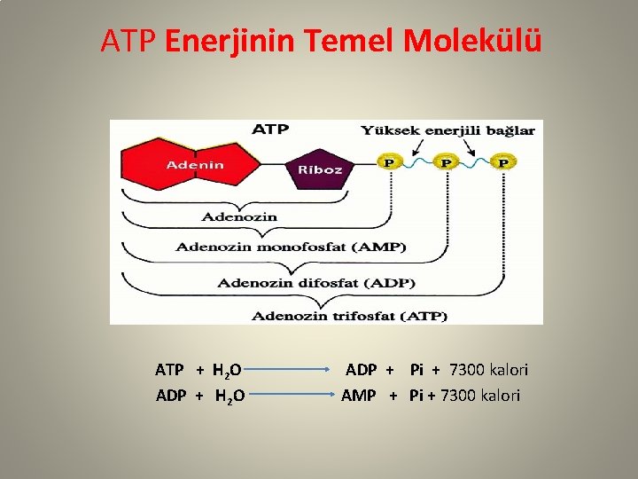 ATP Enerjinin Temel Molekülü ATP + H 2 O ADP + Pi + 7300