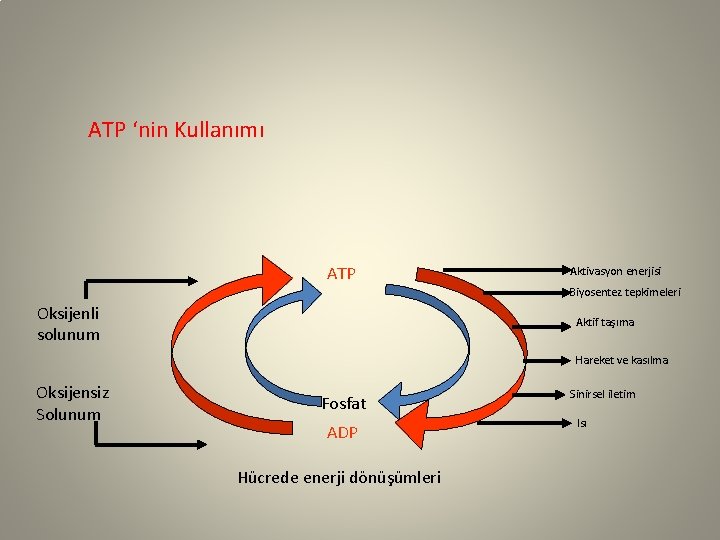 ATP ‘nin Kullanımı ATP Aktivasyon enerjisi Biyosentez tepkimeleri Oksijenli solunum Aktif taşıma Hareket ve