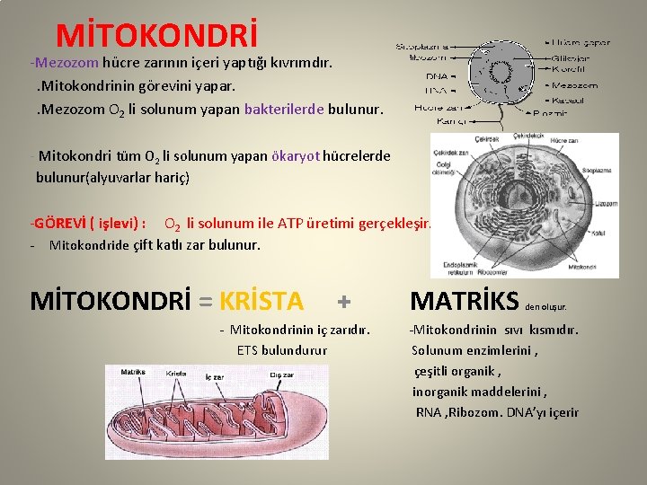 MİTOKONDRİ -Mezozom hücre zarının içeri yaptığı kıvrımdır. . Mitokondrinin görevini yapar. . Mezozom O