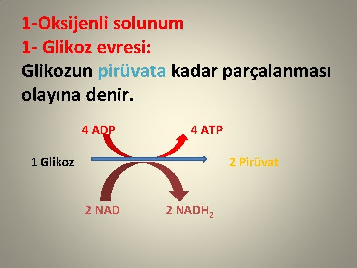 1 -Oksijenli solunum 1 - Glikoz evresi: Glikozun pirüvata kadar parçalanması olayına denir. 4