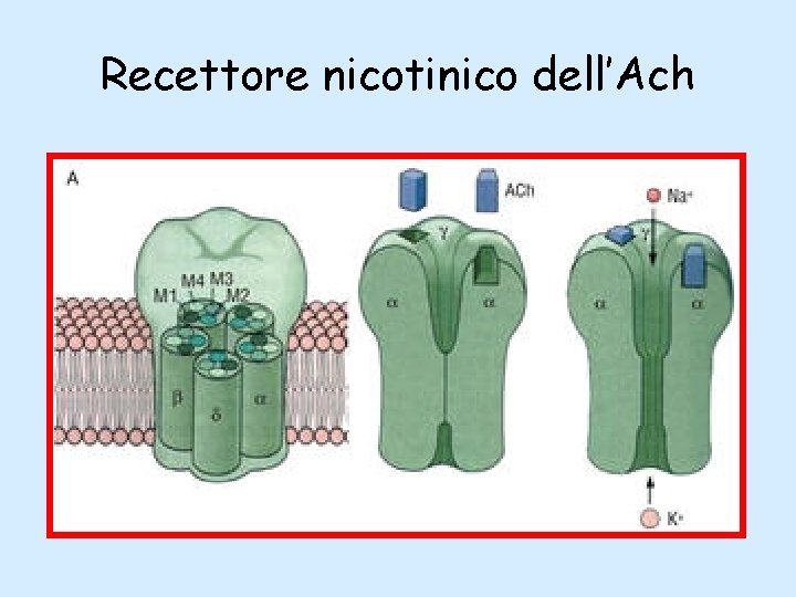 Recettore nicotinico dell’Ach 