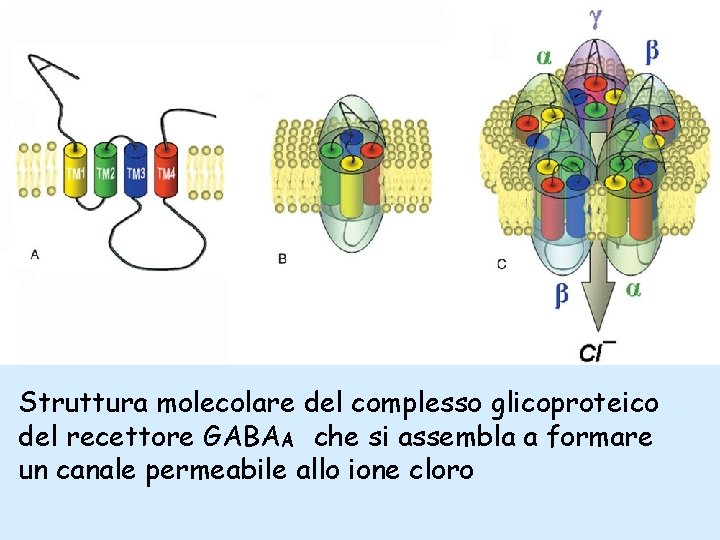 Struttura molecolare del complesso glicoproteico del recettore GABAA che si assembla a formare un