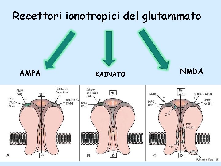 Recettori ionotropici del glutammato AMPA KAINATO NMDA 