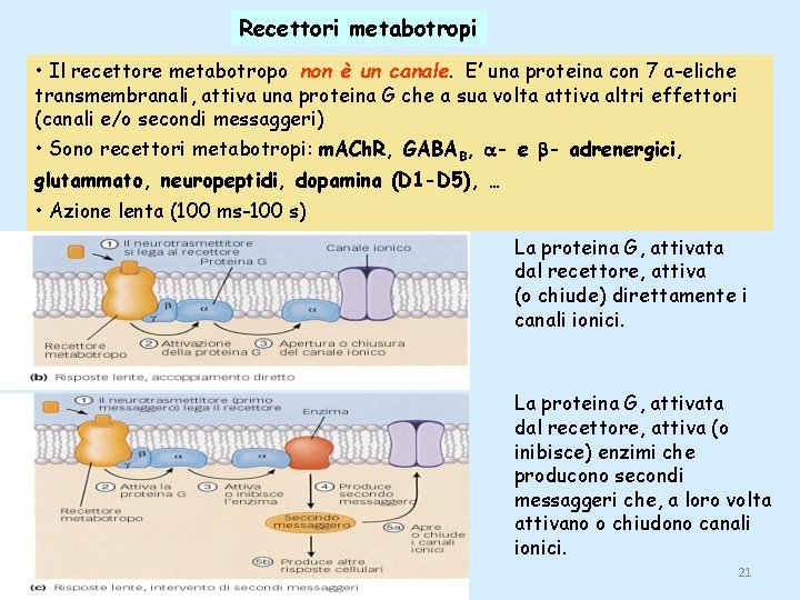 Recettori metabotropi • Il recettore metabotropo non è un canale. E’ una proteina con