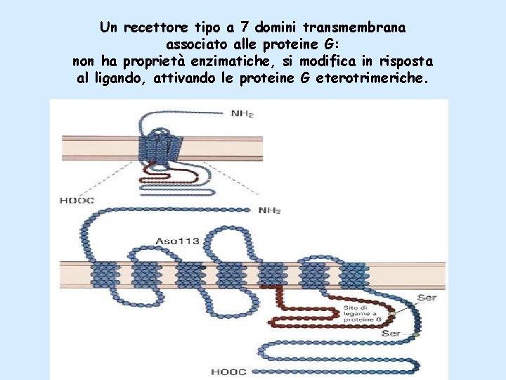 Un recettore tipo a 7 domini transmembrana associato alle proteine G: non ha proprietà