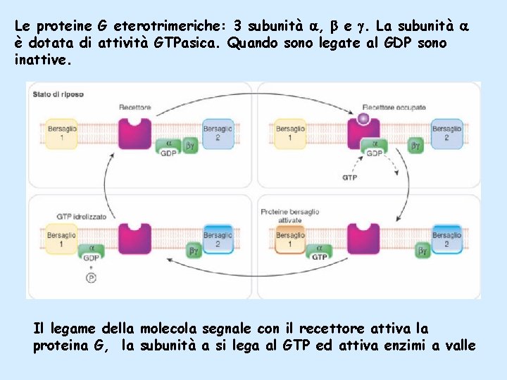 Le proteine G eterotrimeriche: 3 subunità , e . La subunità è dotata di