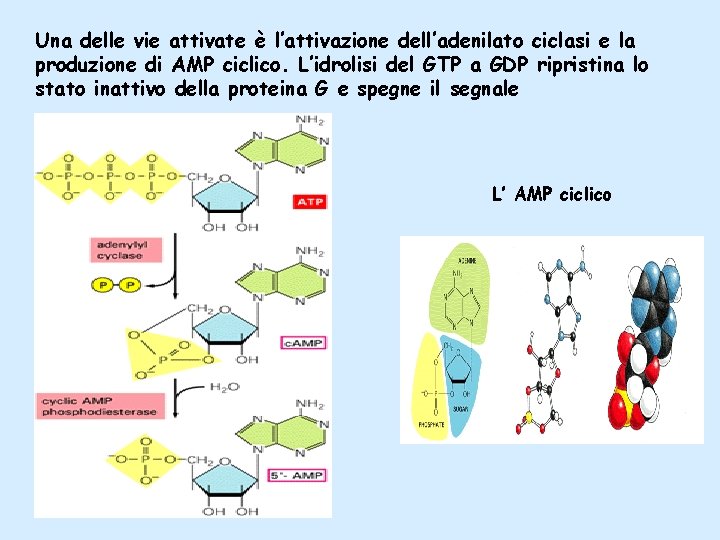 Una delle vie attivate è l’attivazione dell’adenilato ciclasi e la produzione di AMP ciclico.