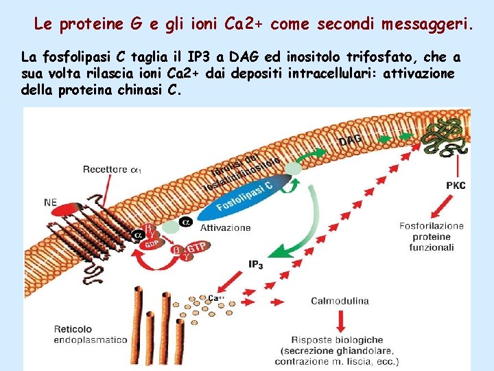 Le proteine G e gli ioni Ca 2+ come secondi messaggeri. La fosfolipasi C