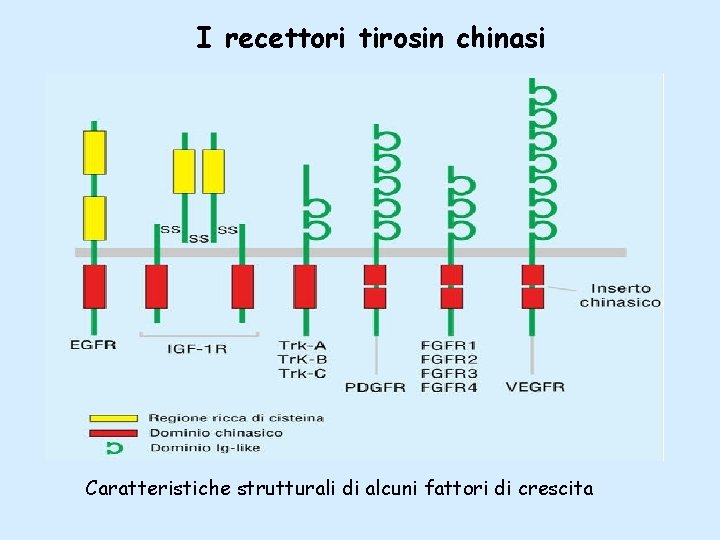 I recettori tirosin chinasi Caratteristiche strutturali di alcuni fattori di crescita 