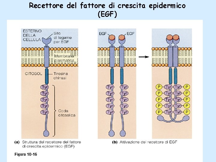 Recettore del fattore di crescita epidermico (EGF) 