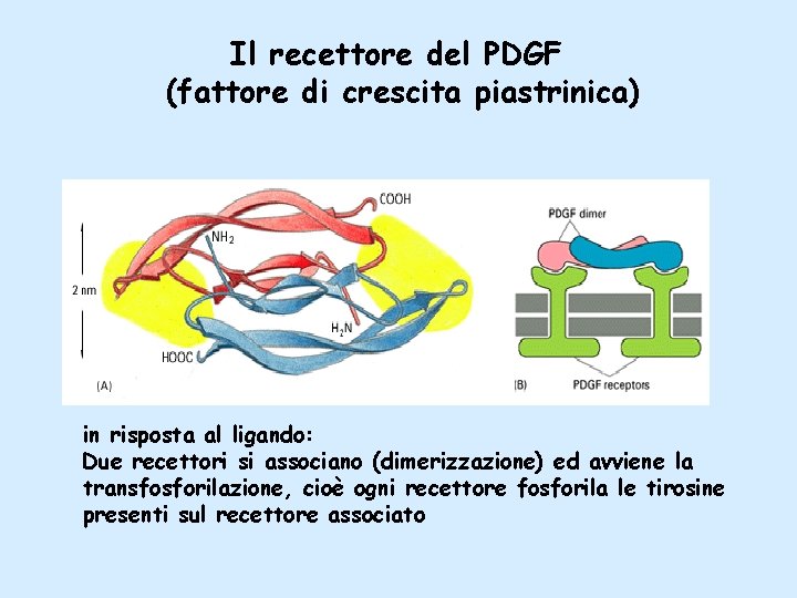 Il recettore del PDGF (fattore di crescita piastrinica) in risposta al ligando: Due recettori