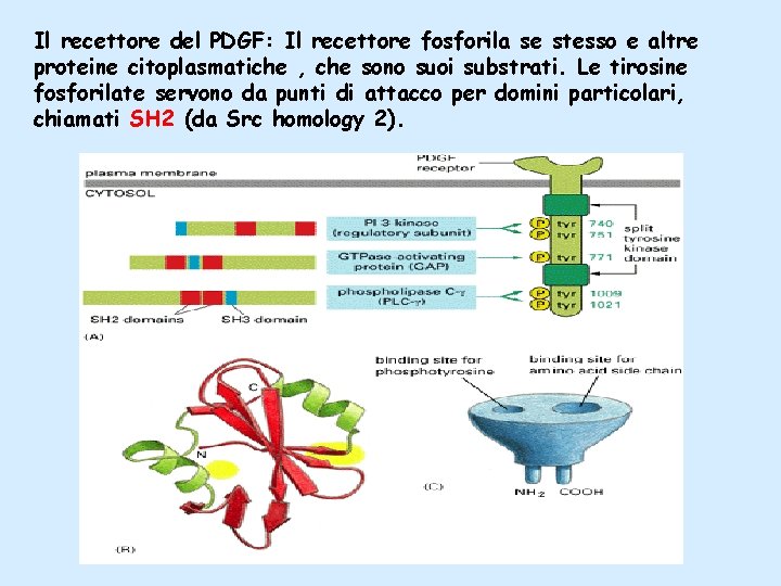 Il recettore del PDGF: Il recettore fosforila se stesso e altre proteine citoplasmatiche ,