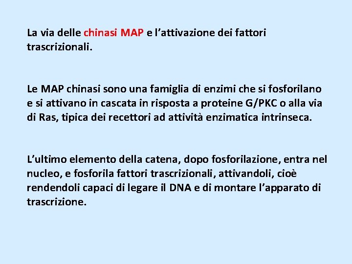 La via delle chinasi MAP e l’attivazione dei fattori trascrizionali. Le MAP chinasi sono