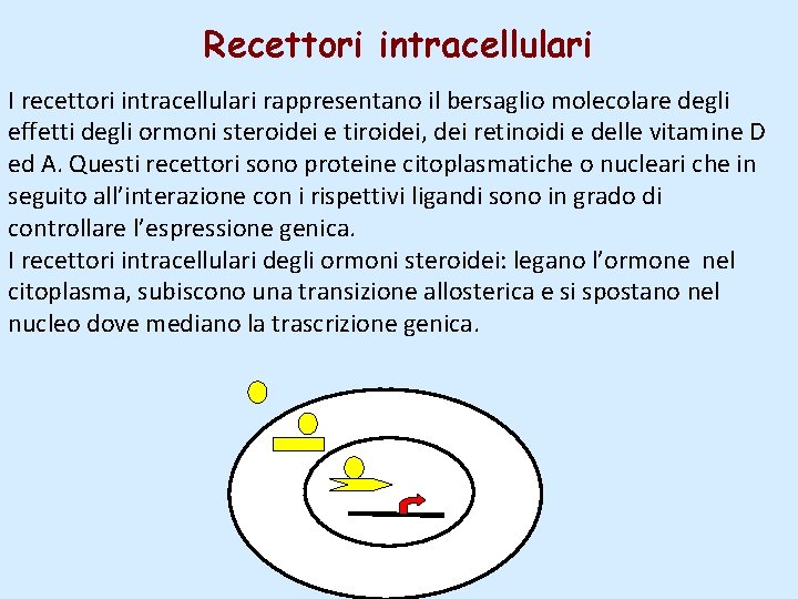Recettori intracellulari I recettori intracellulari rappresentano il bersaglio molecolare degli effetti degli ormoni steroidei