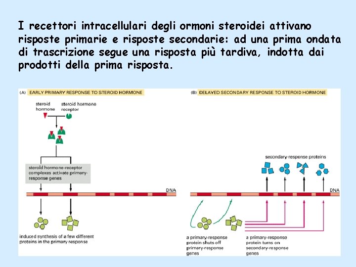 I recettori intracellulari degli ormoni steroidei attivano risposte primarie e risposte secondarie: ad una